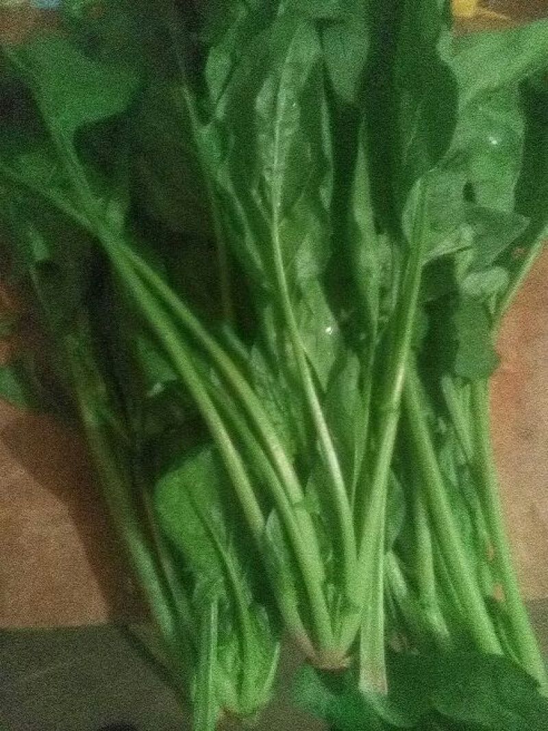 大叶菠菜15~20厘米