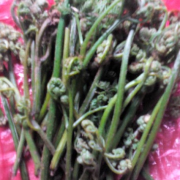 山野菜