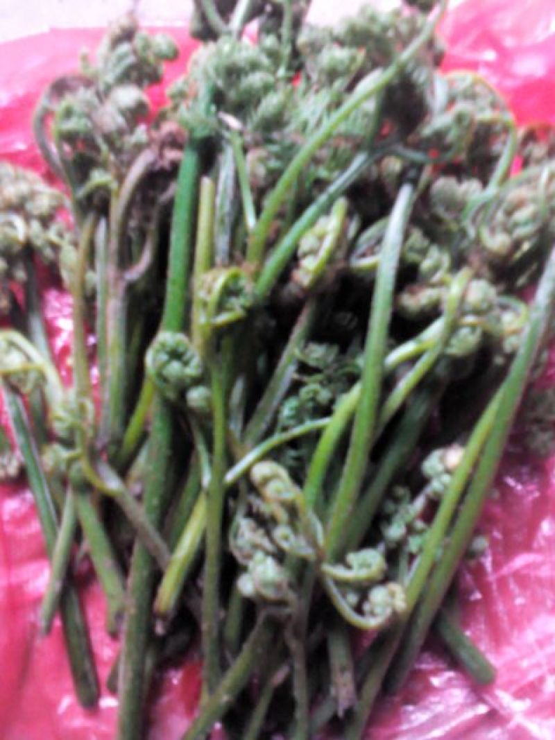 山野菜