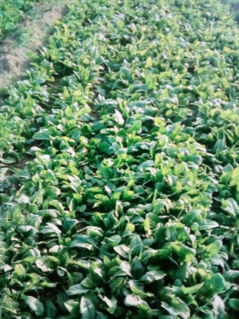 秋菠菜20~25厘米