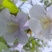原生态大山深处自家蜂场速冻鲜蜂王浆