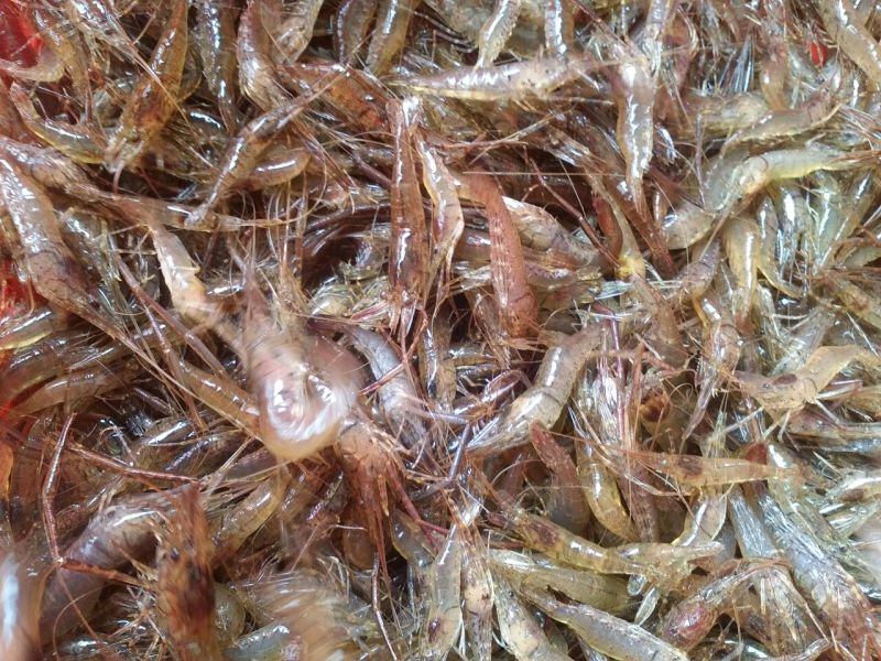 河虾活虾26~30只/kg