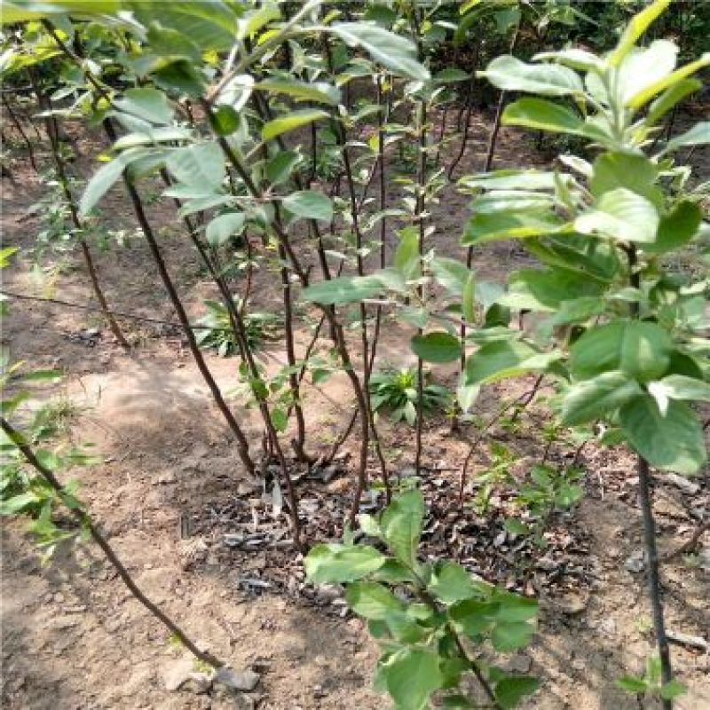梨树苗黄金梨晚秋黄梨0.8~3cm50~80cm
