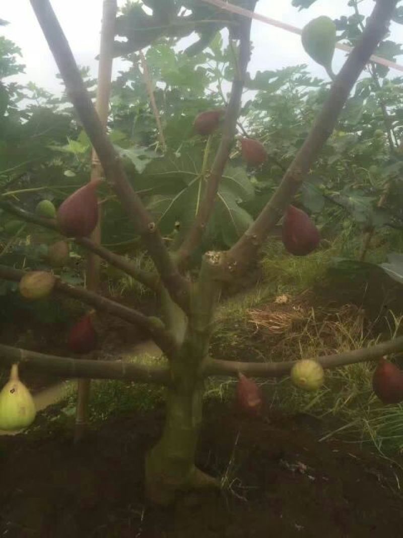 无花果树10cm以下