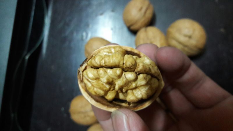核桃去皮干