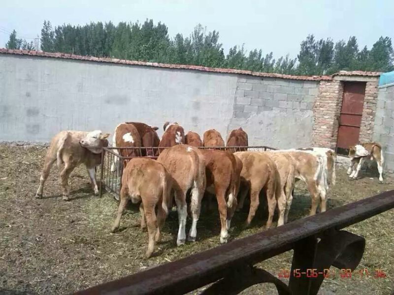 肉牛200~300斤
