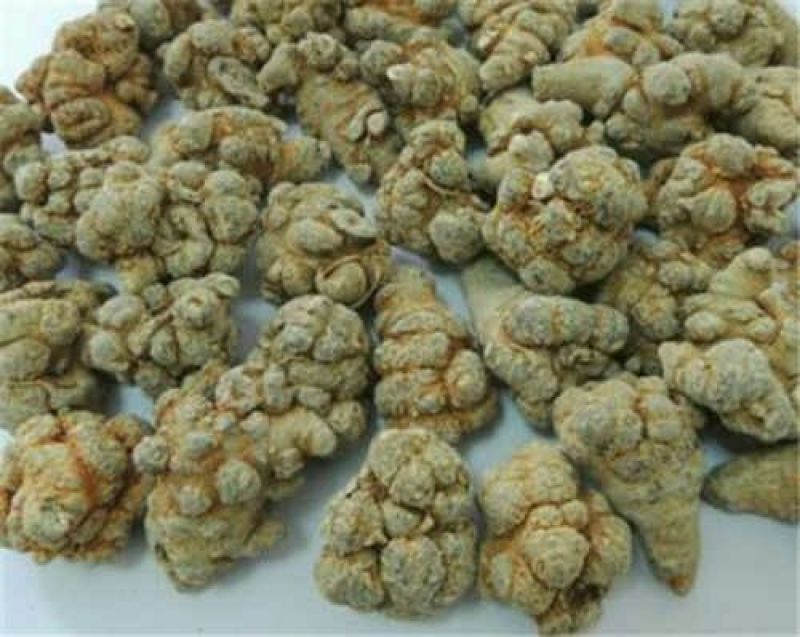 三七根茎20头选货