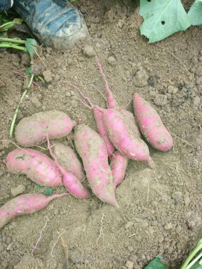 华宸农场自家生产纯红薯粉条细粉