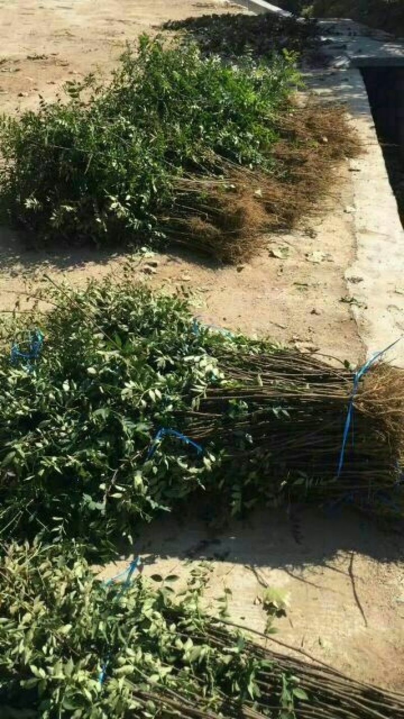 泰山大红袍花椒苗，1年苗，成活率高，规格齐全，价格优惠