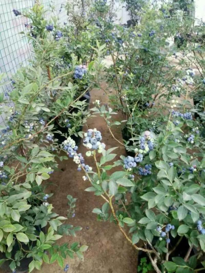 宿迁沭阳蓝莓苗30~50cm1~2年基地直供保质保量