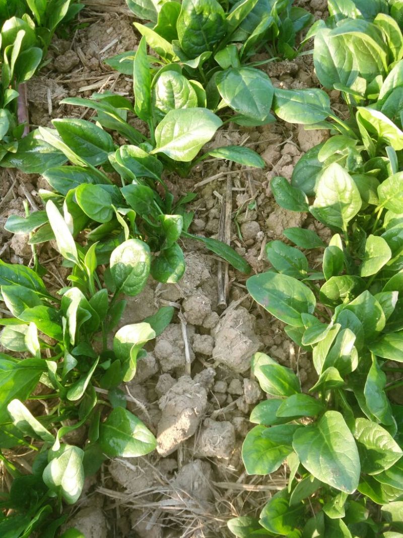 小叶菠菜10~15厘米