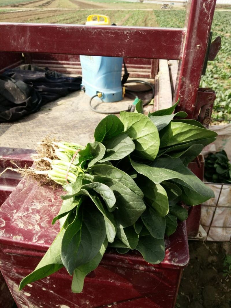 菠菜15~20厘米