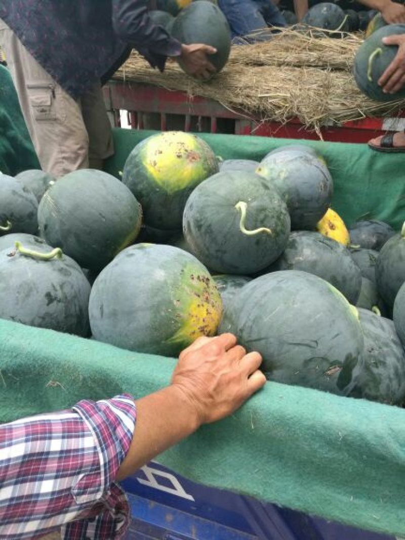 湖北荆州松滋黑皮无籽西瓜8斤打底9成熟1茬洞庭一号