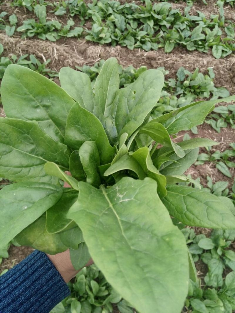 秋菠菜15~20厘米