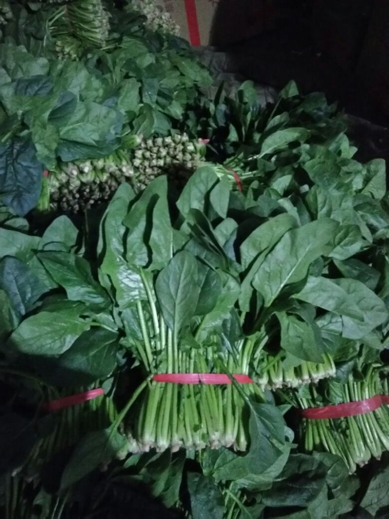 越冬菠菜25~30厘米