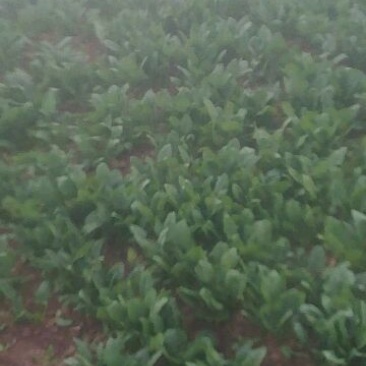 越冬菠菜15~20厘米