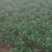 越冬菠菜15~20厘米