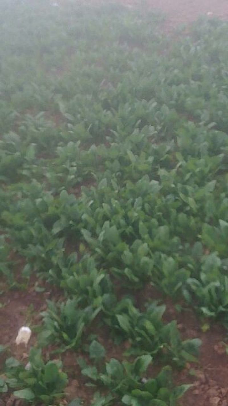 越冬菠菜15~20厘米