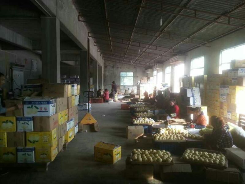砀山，酥梨，大量供应，产地直供，冷库货，常年供应