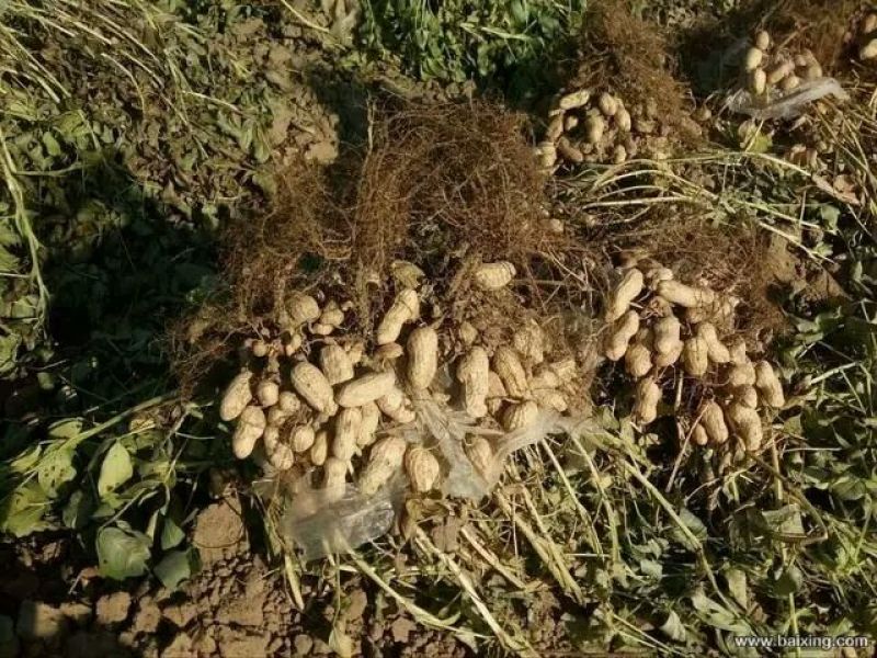 黑花生干货带壳