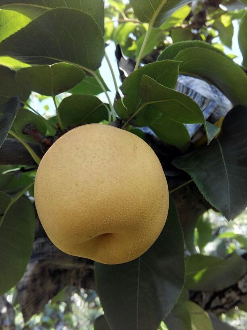 山东冠县水果基地丰水梨纸袋300~350g