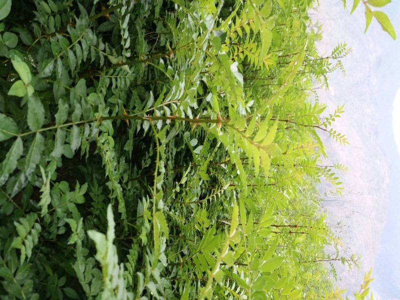地径0.6-08cm花椒苗实生苗1~2年