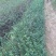 枸橘树30~50cm