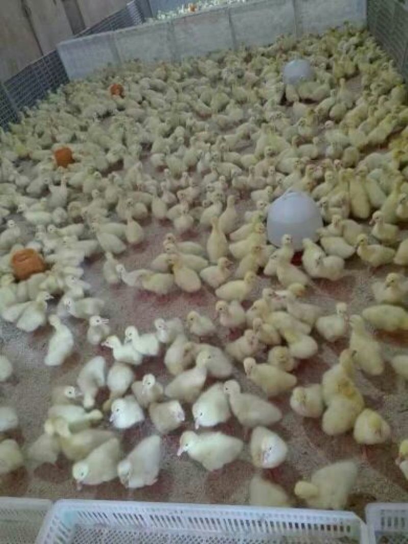 鹅苗250g以下