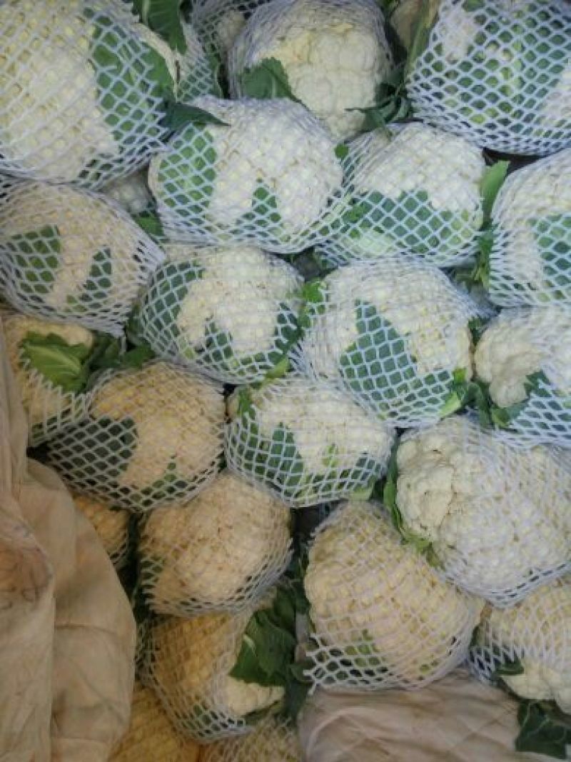 白花菜