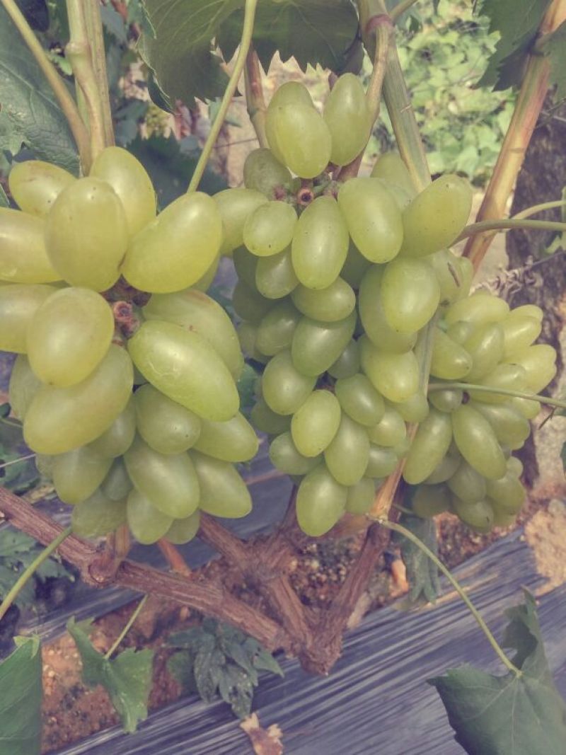 葡萄苗1年30~50cm