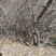 黄栌6~8cm3~3.5m