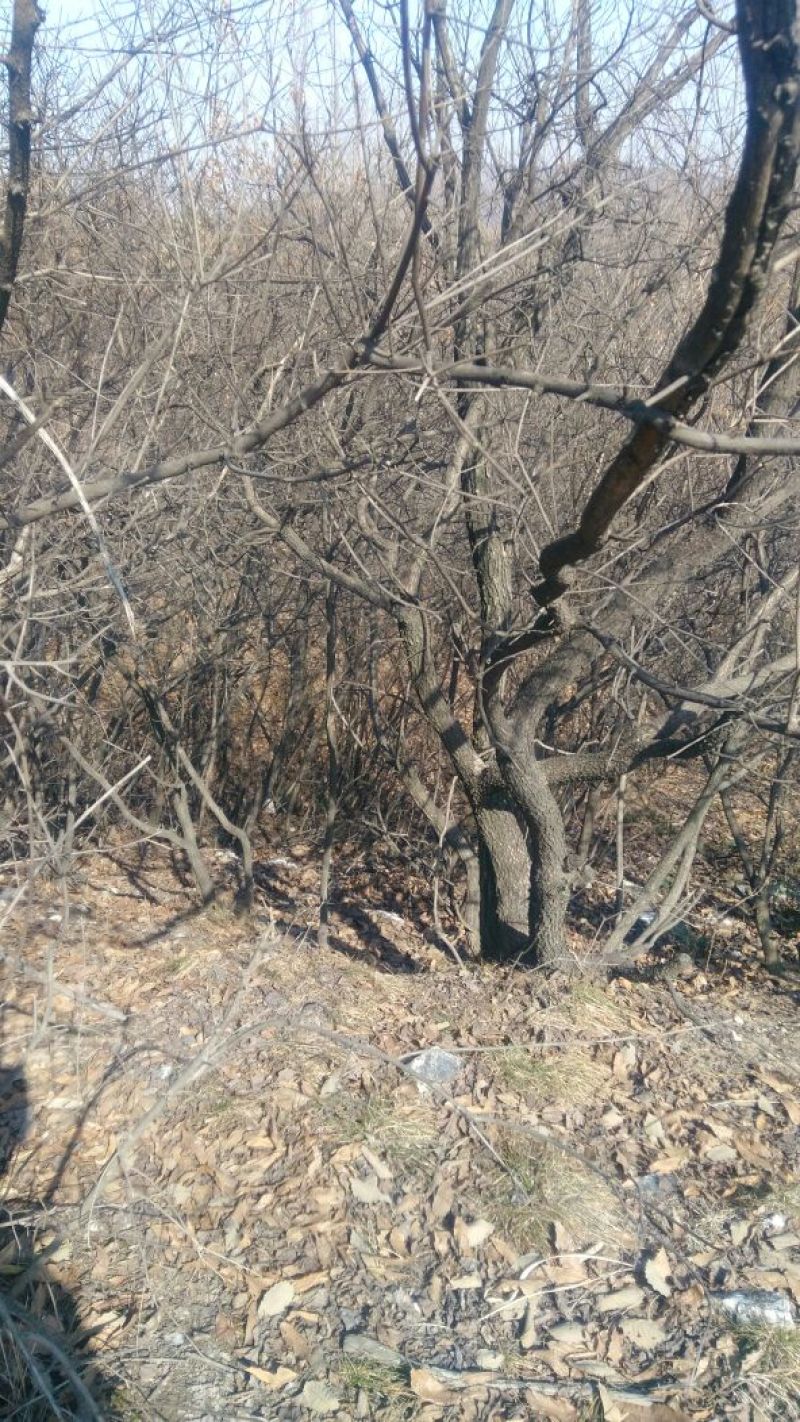 黄栌6~8cm3~3.5m