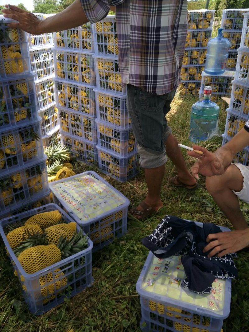 海南风梨金钻十七号凤梨欢迎来电地头装货