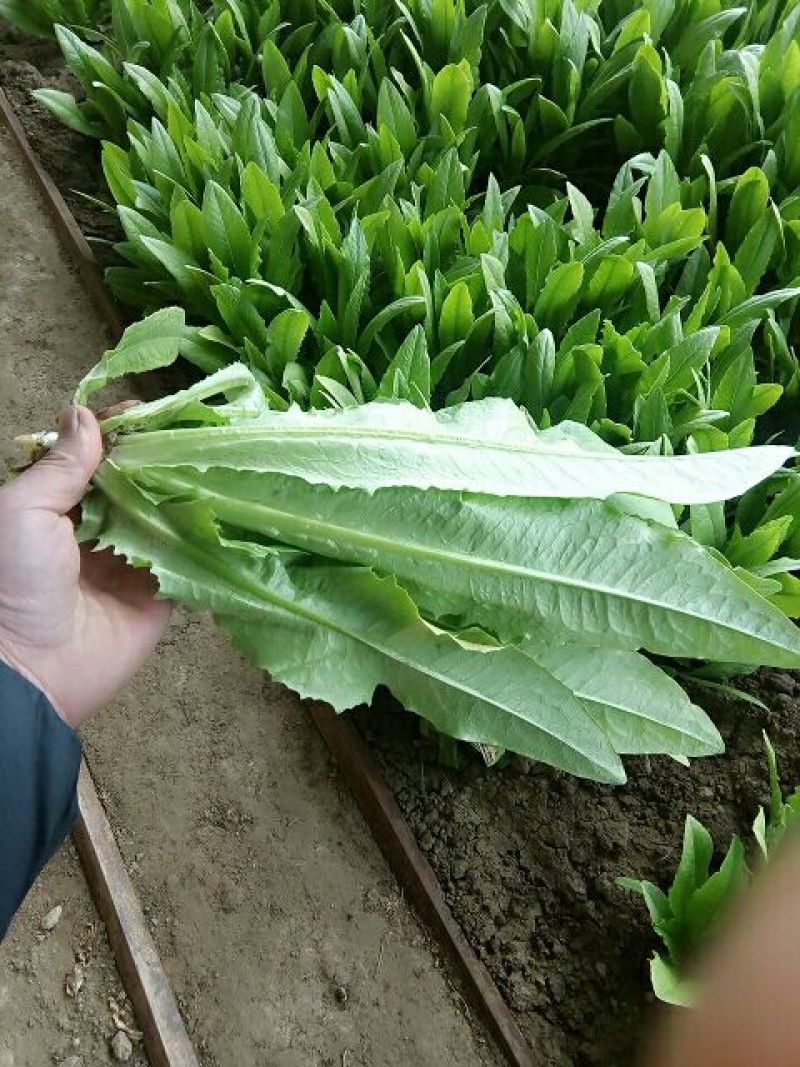 红油麦菜35~40厘米以上