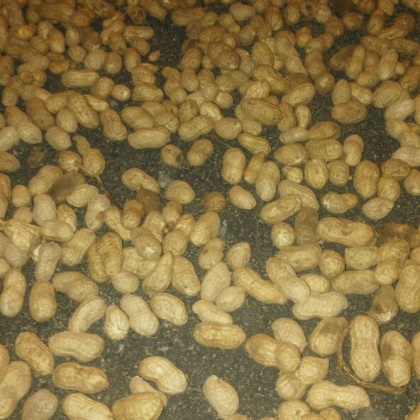 河南平顶山市叶县花生 干货 带壳批发_马昭阳