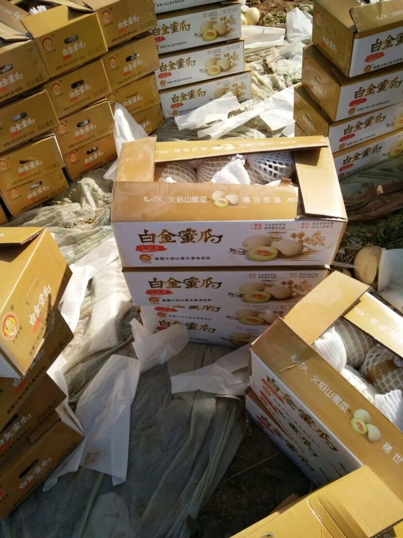 鄯善哈密瓜1斤以上长圆形