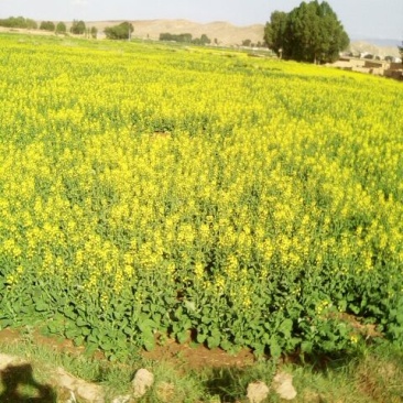 油菜籽1