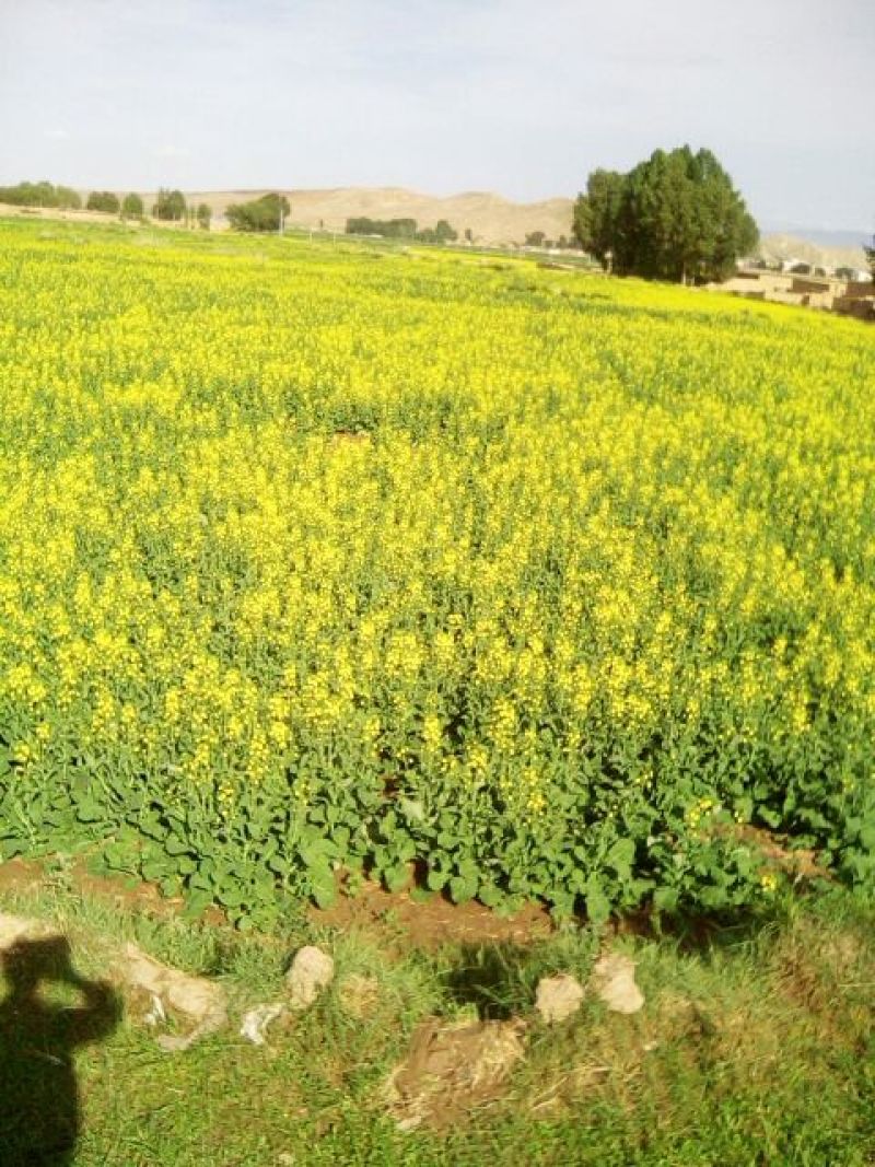 油菜籽1