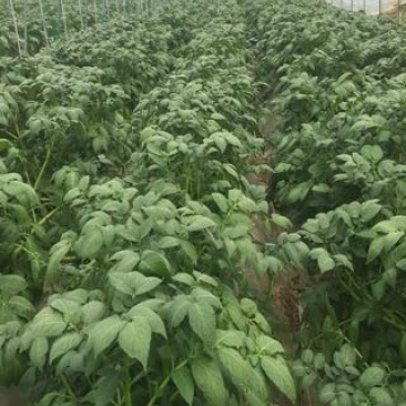 大西洋土豆预售五月十号上个大工厂在我处都有基地。