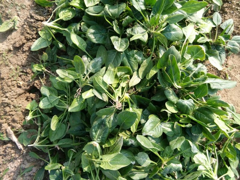 越冬菠菜10~15厘米