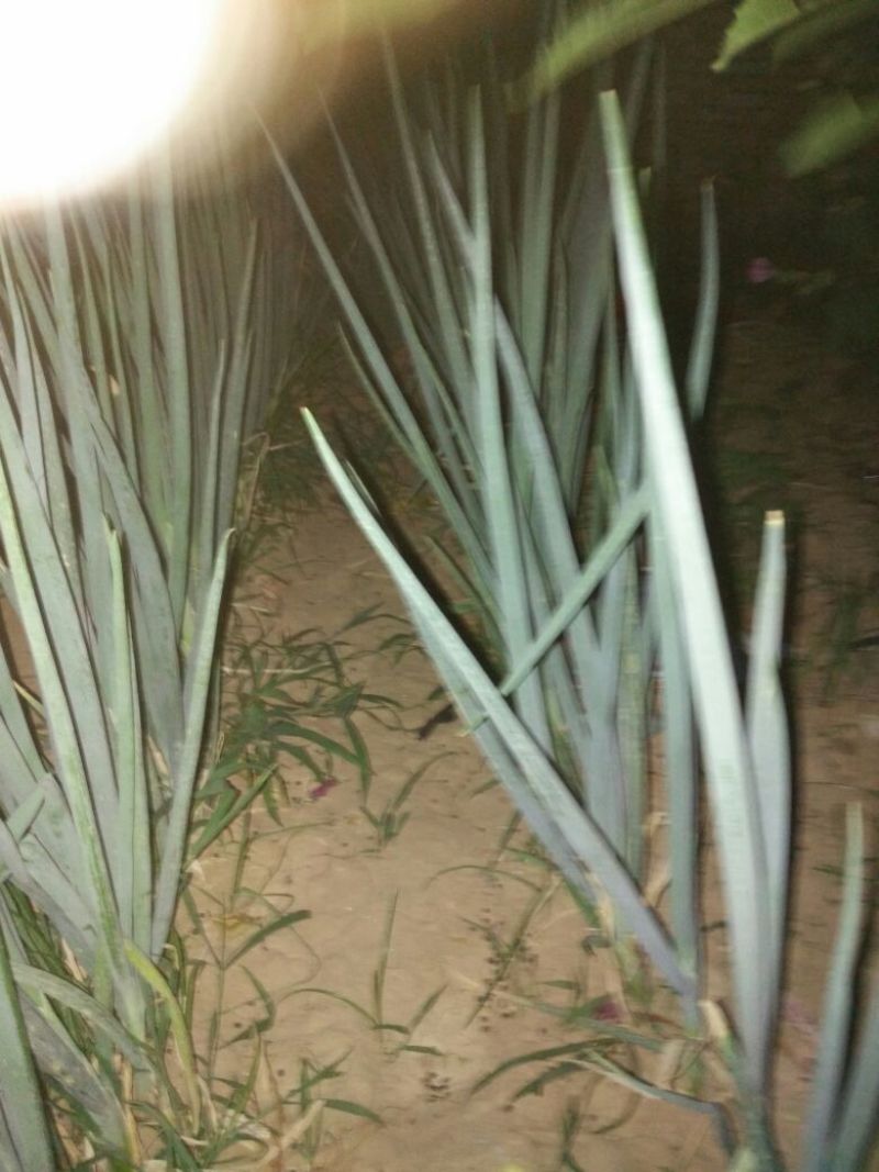 大葱净葱2cm左右