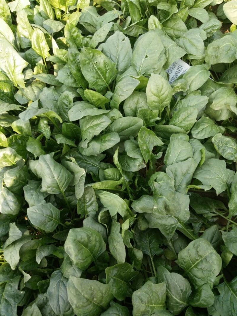 秋菠菜25~30厘米