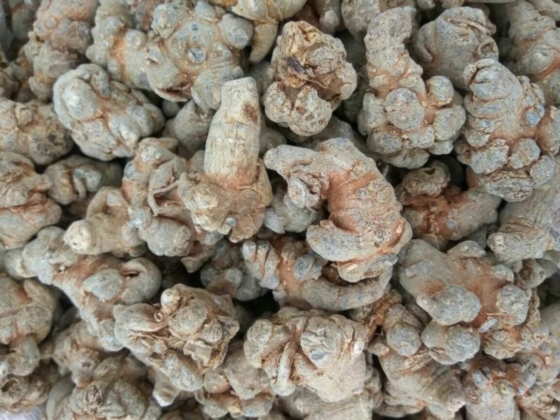 当季新货三七各种规格一手货源各种药材