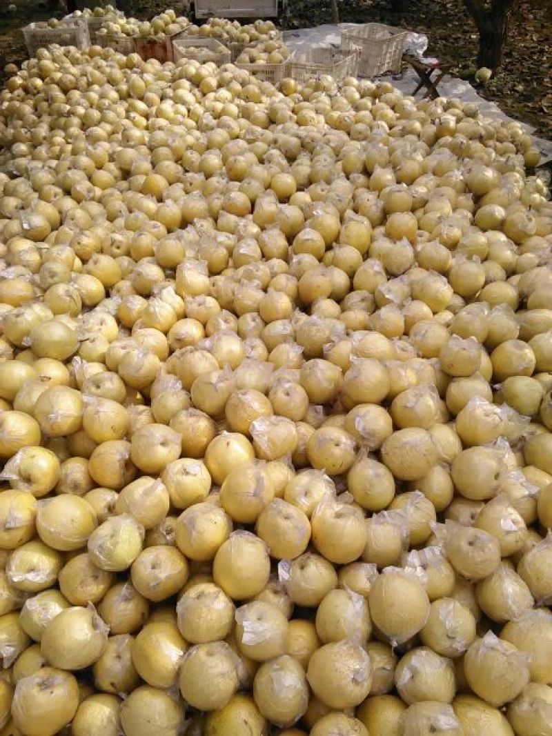 金花梨450~500g膜袋
