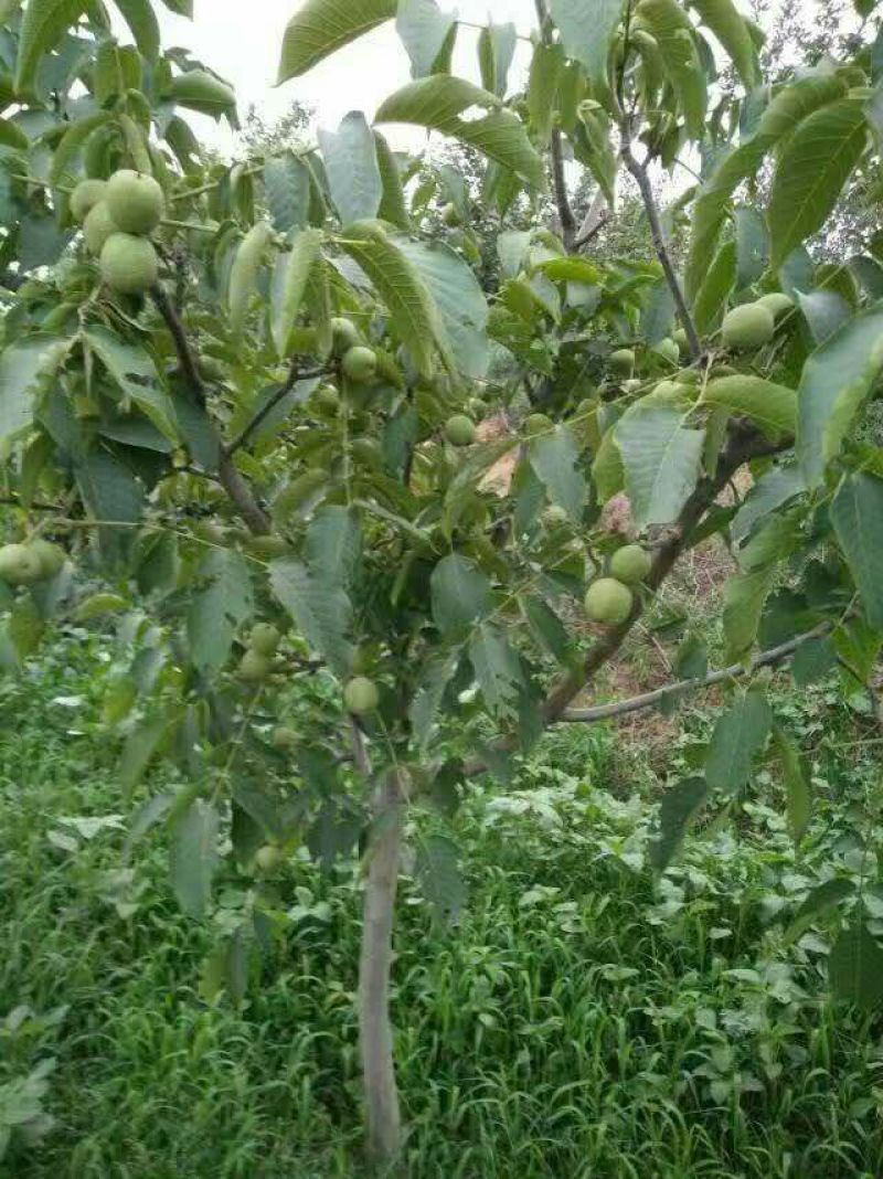 香玲核桃苗薄皮核桃苗8518核桃苗辽核核桃苗