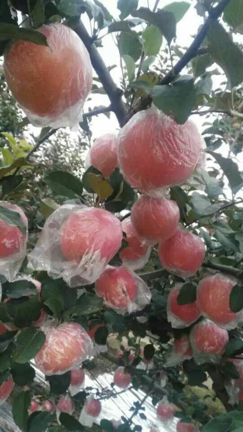 红富士苹果产地直供货源充足质量保证欢迎咨询