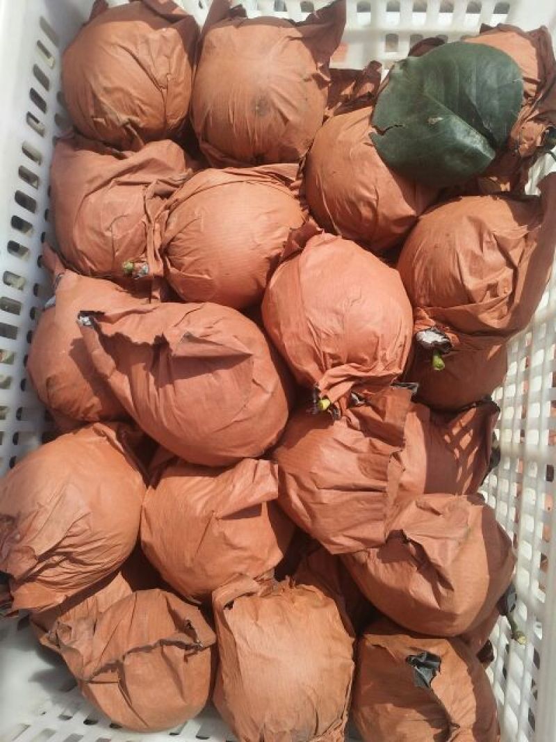 皇冠梨550~600g纸箱