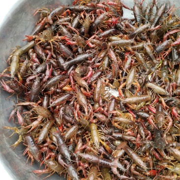 罗氏沼虾食用6~8钱活虾