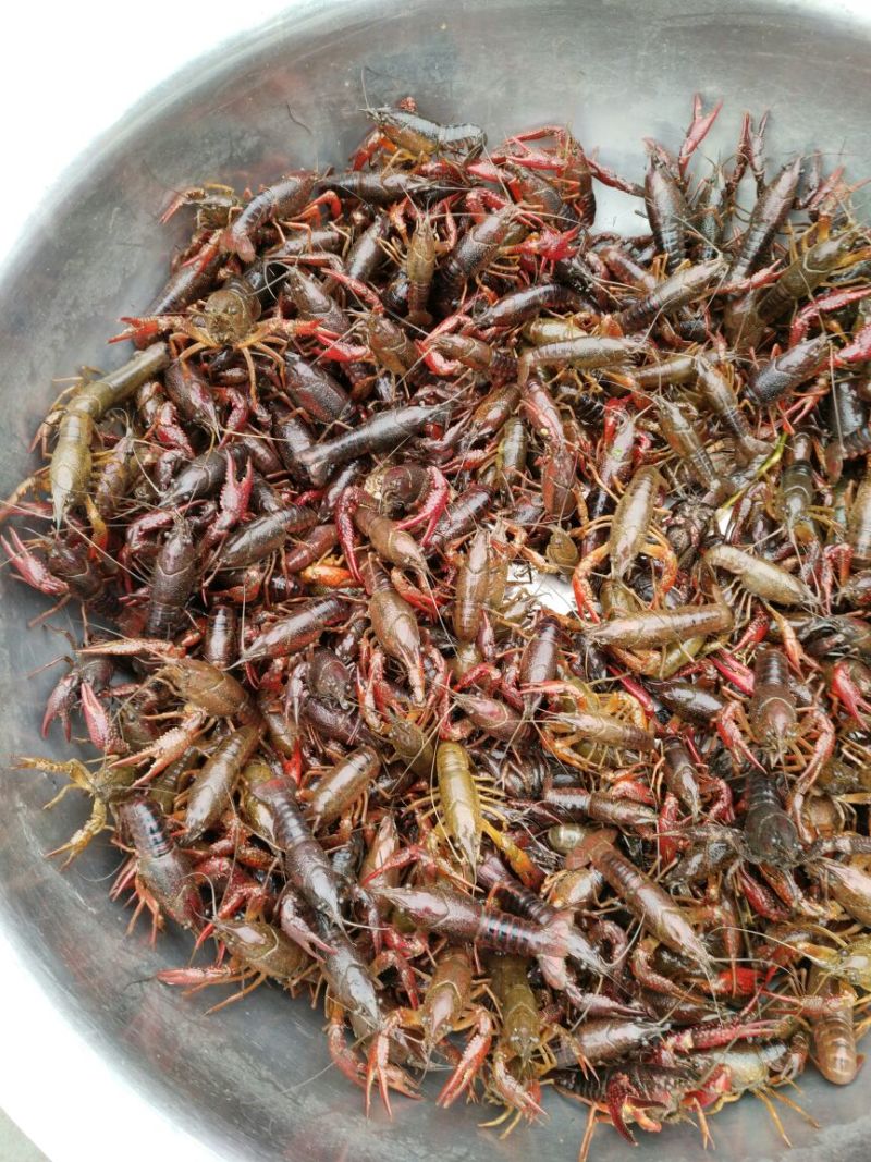 罗氏沼虾食用6~8钱活虾