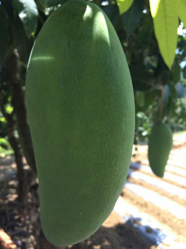 四川攀枝花市盐边县金煌芒 10两以上批发_成进